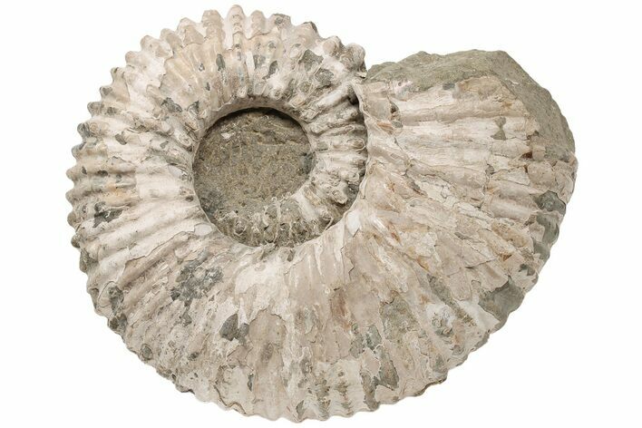 11.1" Bumpy Ammonite (Douvilleiceras) Fossil - Giant Specimen!